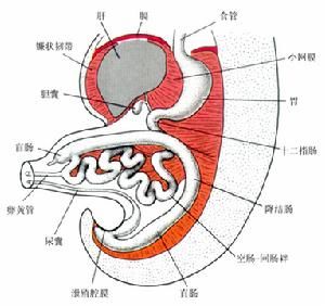 腸扭轉