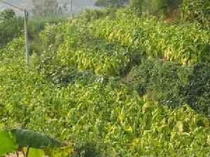 牛圏房村種植業