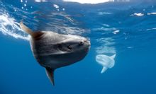 Ocean sunfish