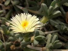 Corpuscularia taylorii