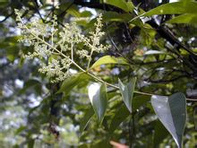 女貞-原植物