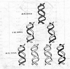 DNA的子代