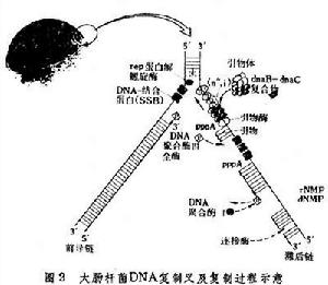 脫氧核糖核酸的複製