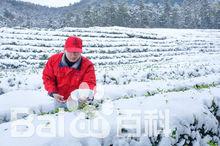 藝福堂龍塢西湖龍井茶基地雪景