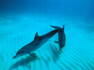 斑原海豚
