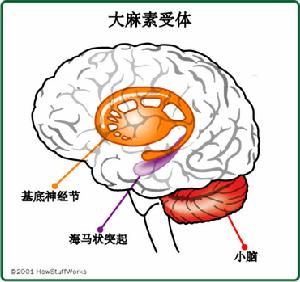 大麻受體