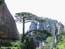 迎客松[安徽黃山景觀]