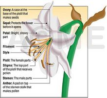 floral diagram