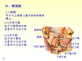 口腔腺