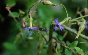 藍花毛鱗菊