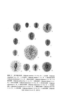 三列沙拐棗