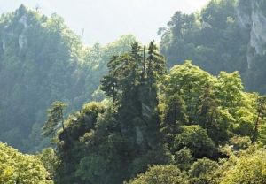 湖北滄浪山國家森林公園