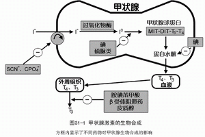 淋巴細胞性垂體炎