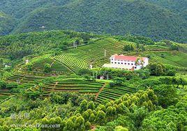 梅縣雁南飛茶田度假村