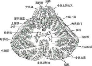 小腦核