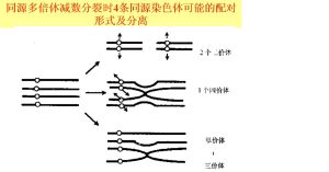 同源多倍體