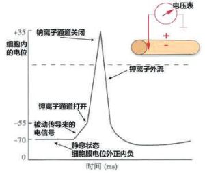 細胞動作電點陣圖