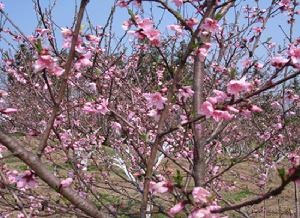 桃花山鎮