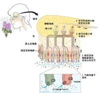 電子鼻