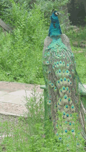 北京八達嶺野生動物世界