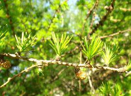 落葉松[松科落葉松屬植物]