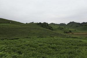 南山華僑茶果場