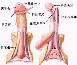 陰莖畸形