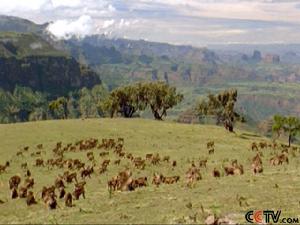非洲野生世界·稀樹草原