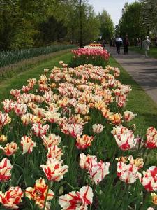 （圖）庫肯霍夫鬱金香公園