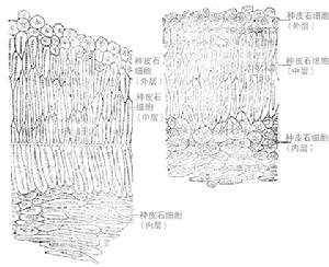 大風子油