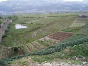 陽坡村[雲南省普洱市景東彝族自治縣安定鄉下轄村]