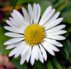 Bellis perennis white (aka).jpg