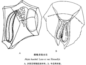 橫棱多面水母