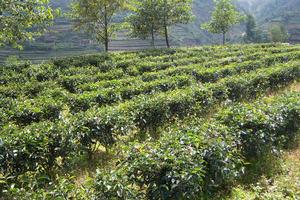 甲山自然村茶園