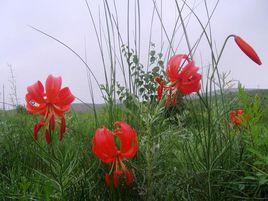 薩日朗花