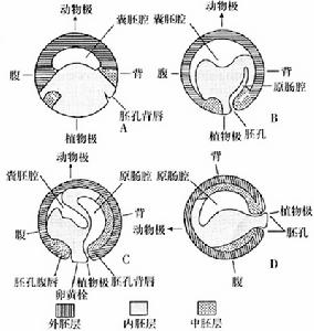 原腸腔