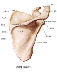 肩胛骨