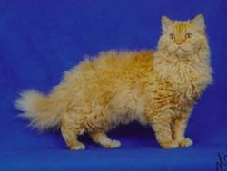 塞爾凱克捲毛貓 Selkirk Rex