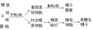 線性運算元