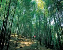 赤水竹海國家森林公園