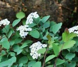 繡球繡線菊毛果變種