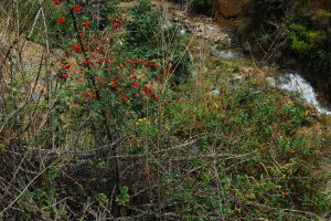 密花組[薔薇科栒子屬]