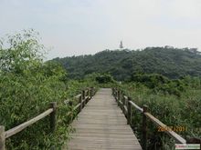 珠海紅樹林