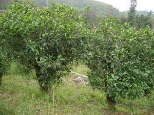 茶園自然村[雲南省臨翔區邦東鄉下轄村]