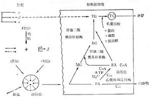 小腸細菌過度生長