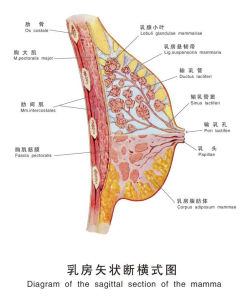 乳房矢狀斷橫式圖