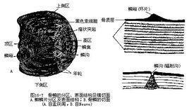 鱗嵴