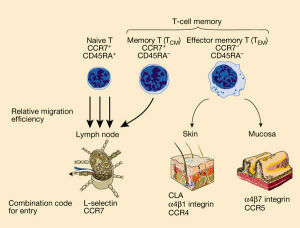 T細胞機制