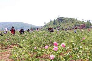 播樂玫瑰花莊園