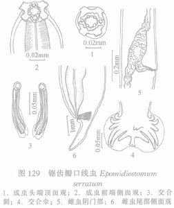 鋸齒瓣口線蟲